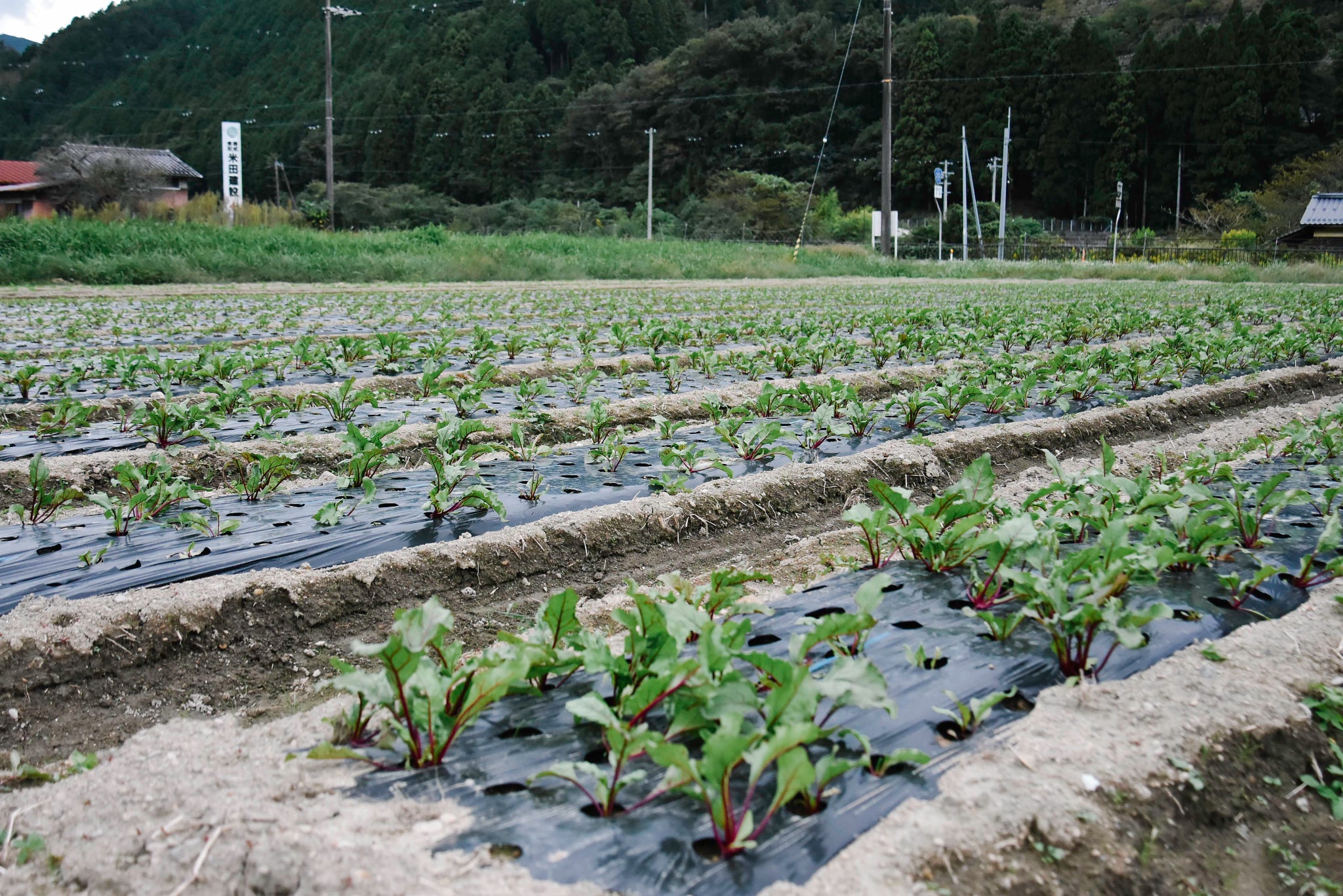 兵庫・京都の豊かな自然の中で育つビーツ畑の風景。農薬を使わず丁寧に管理された畑では、真っ赤なビーツの葉が力強く育ち、自然本来の恵みを活かした栽培が行われている。国産ビーツは「食べる輸血」とも呼ばれるほど栄養価が高く、持続可能な農業と食の安心・安全を支える存在。地産地消やオーガニック志向の人々にも支持される自然派野菜として、畑の姿そのものがブランドの信頼性とストーリーを語ってくれる。
